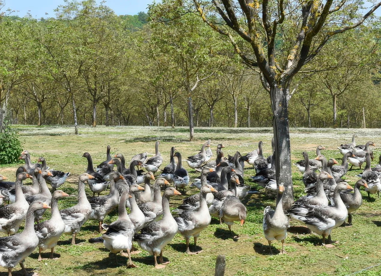 Saveurs du Périgord Noir